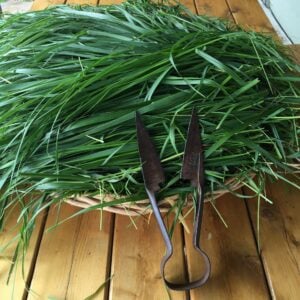 Adirondack Sweetgrass Harvest