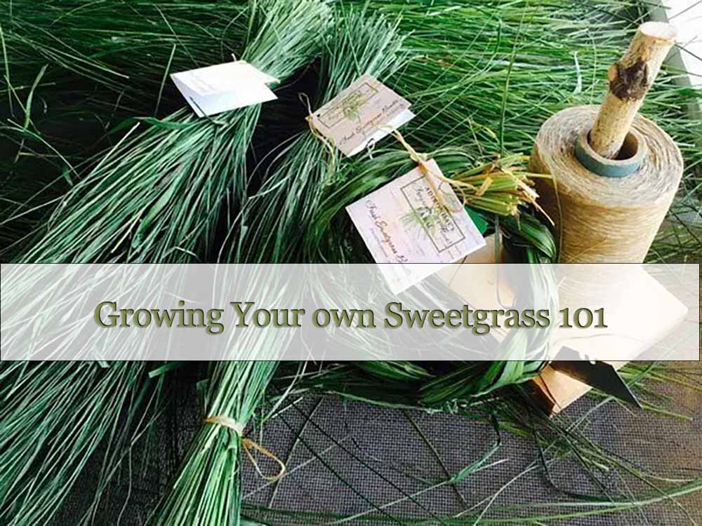 Growing Your own Sweetgrass 101