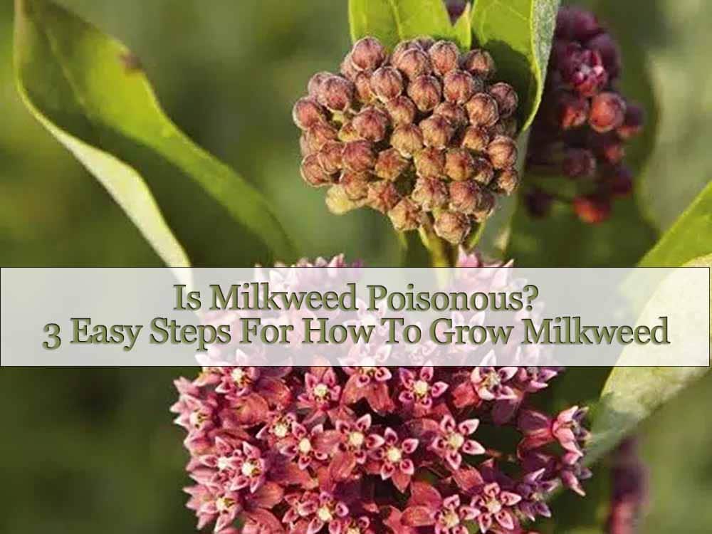 Is Milkweed Poisonous? Plus 3 Easy Steps For How To Grow Milkweed