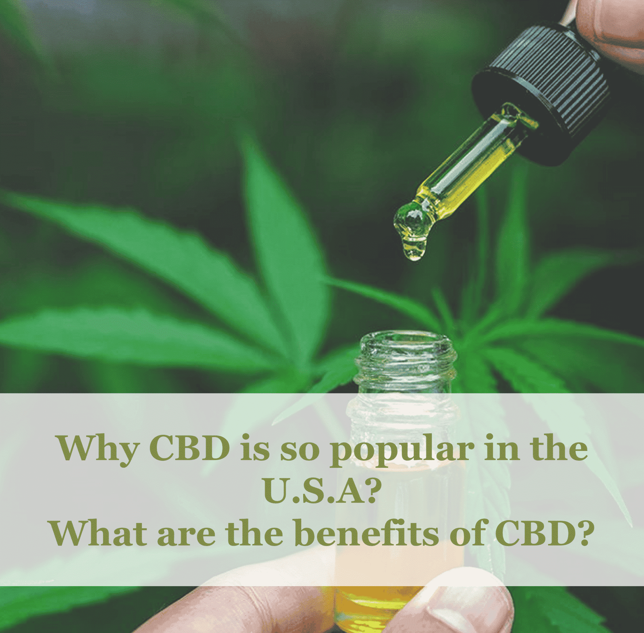 Why CBD is so popular in the U.S.A? What are the benefits of CBD?