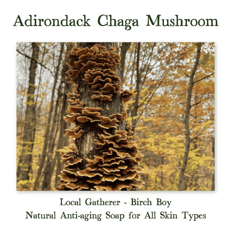 chaga mushroom soap